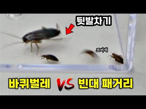바퀴벌레 싸움